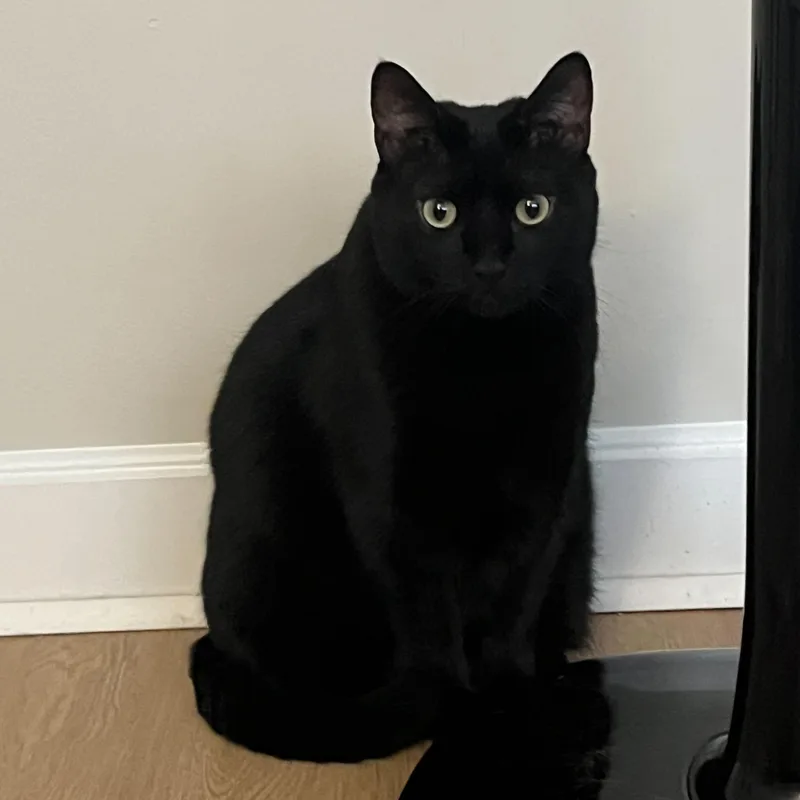 Smeagle And Artemis thumbnail 4