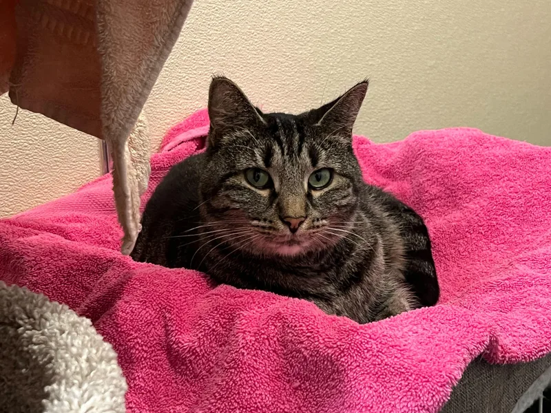 Smeagle And Artemis thumbnail 5