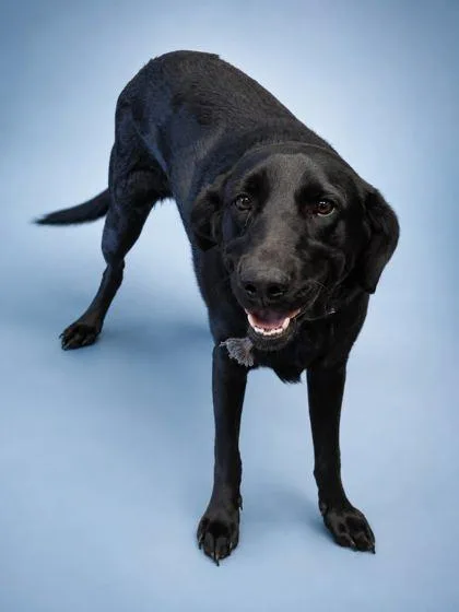 A young small-sized male Terrier dog named Roki for adoption in Bowling Green, KY