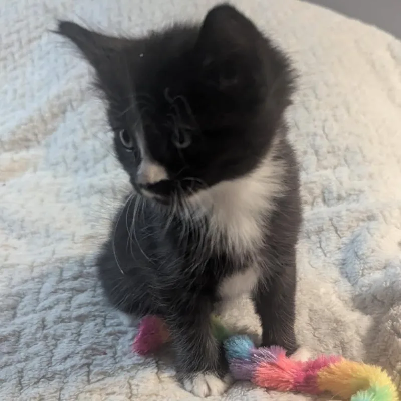 A baby small-sized male Black Domestic Short Hair cat named Zorro for adoption in Las Vegas, NV