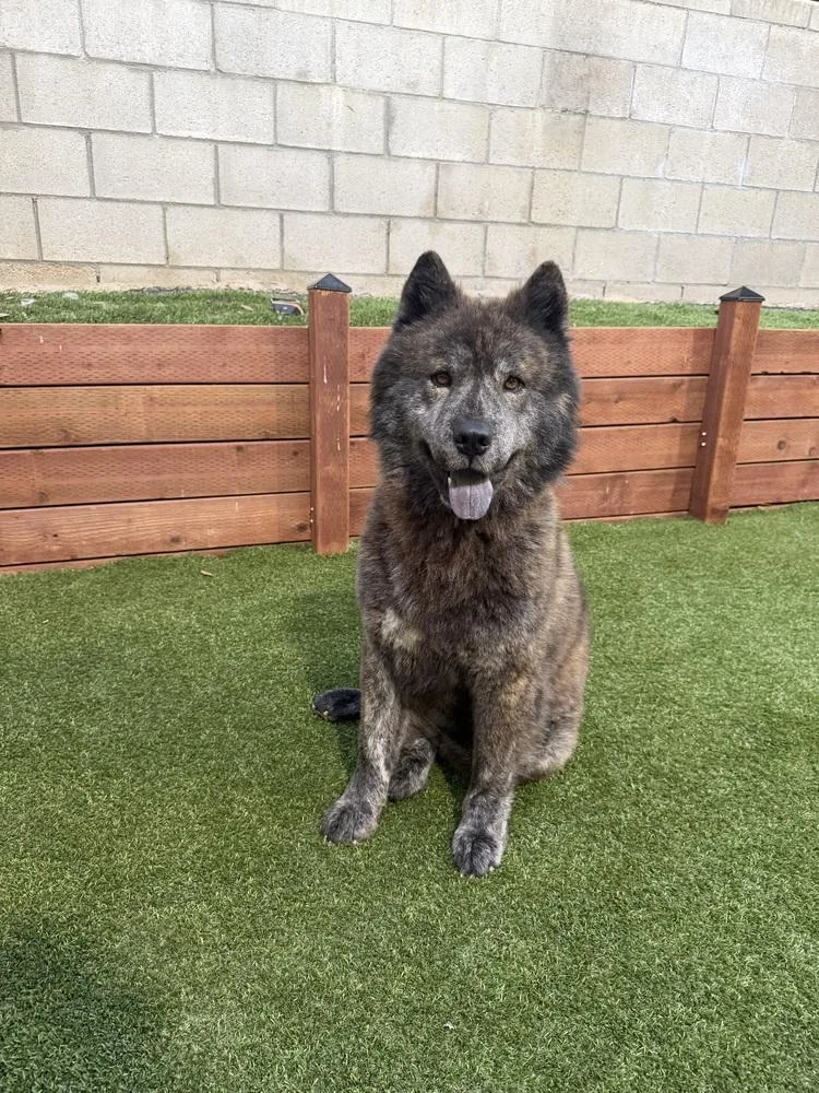 A young large-sized male Tricolor (Brown, Black, & White) Chow Chow dog named Bear for adoption in ventura, CA