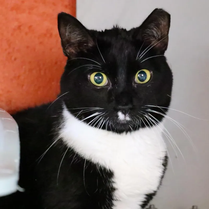 An adult medium-sized female Black Domestic Short Hair cat named Boom for adoption in Sarasota, FL