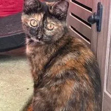 A young small-sized female Tortoiseshell Domestic Short Hair cat named Prancer for adoption in Woodbridge, VA