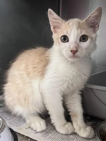A baby small-sized male Domestic Short Hair cat named Shaw for adoption in Houston, TX
