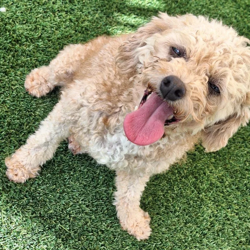 An adult small-sized female White / Cream Toy Poodle dog named Azora for adoption in LOXAHATCHEE, FL