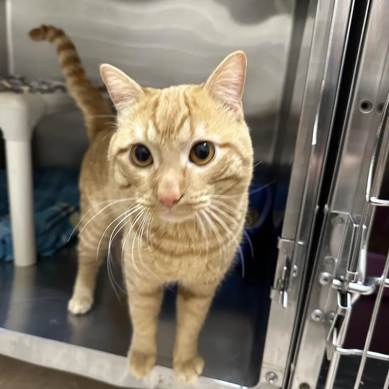 An adult medium-sized male Orange / Red Domestic Short Hair cat named Chuckles for adoption in Kanab, UT