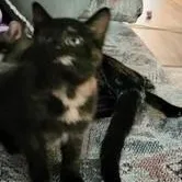 A baby medium-sized female Tortoiseshell Domestic Short Hair cat named Bean for adoption in Menasha, WI