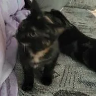 Bean thumbnail 3