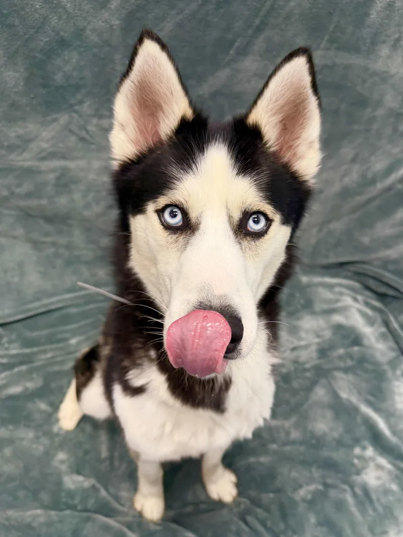A young large-sized male Black Husky dog named Dash Tag for adoption in Central Islip, NY