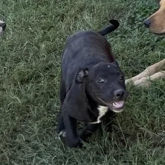 A baby medium-sized female Black Pit Bull Terrier dog named Lydia for adoption in Holly Springs, MS