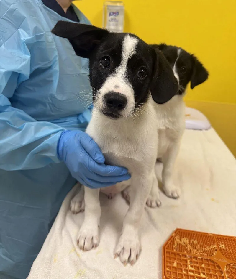 A baby small-sized male Mixed Breed dog named Michael for adoption in Raleigh, NC