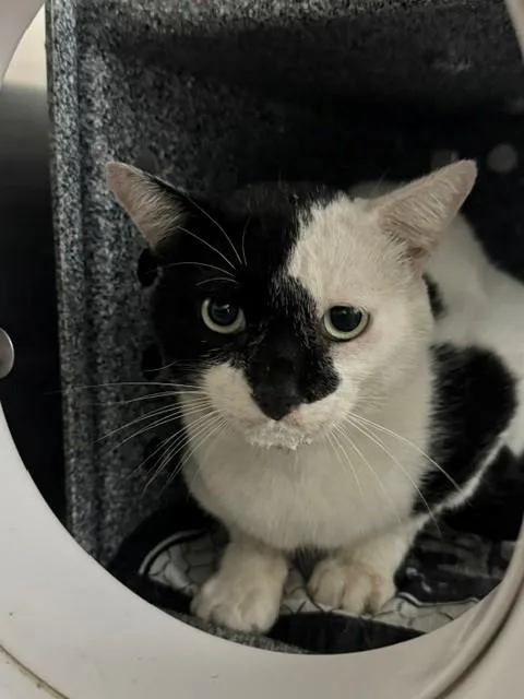 An adult medium-sized male Domestic Short Hair cat named Toro for adoption in Naples, FL