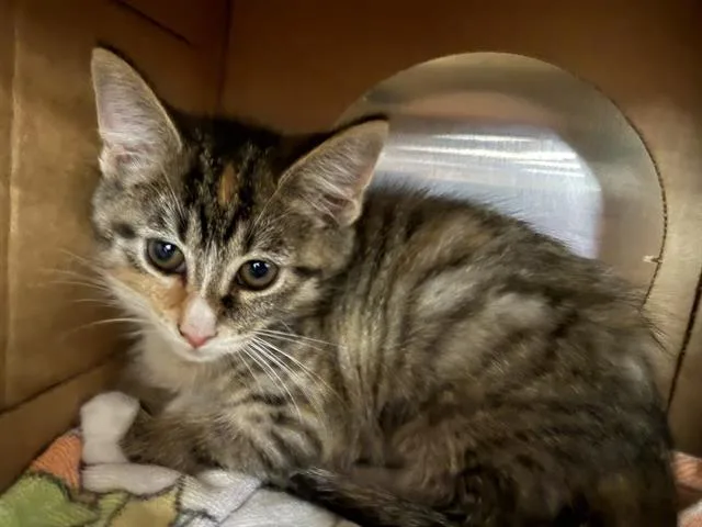 A baby small-sized female Domestic Short Hair cat named Aster for adoption in Saint Louis, MO
