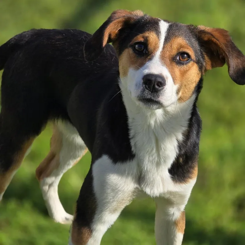 An adult medium-sized male Black Beagle dog named Peter for adoption in Enid, OK