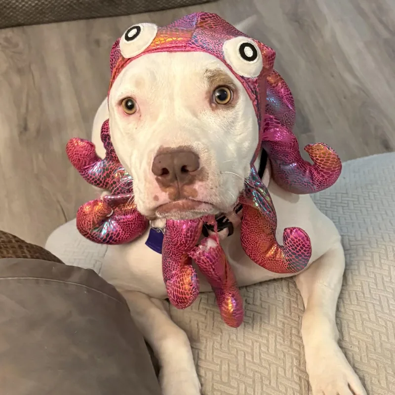 An adult medium-sized female White / Cream American Staffordshire Terrier dog named Abbie Anne for adoption in Gilbert, AZ