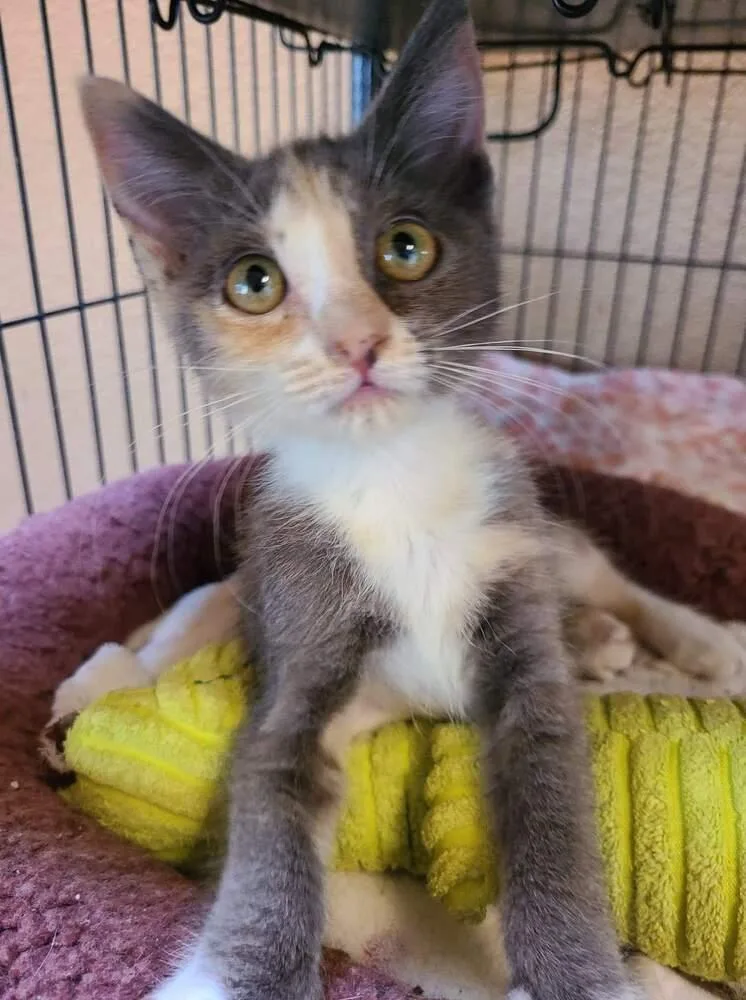 An adult medium-sized female Domestic Short Hair cat named Amelia for adoption in Salinas, CA