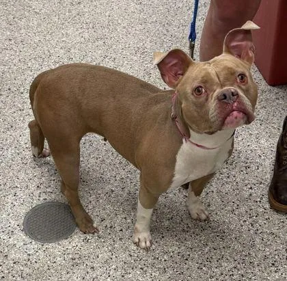 An adult medium-sized female Yellow / Tan / Blond / Fawn Pit Bull Terrier dog named Peppa Pig for adoption in Kansas City, MO