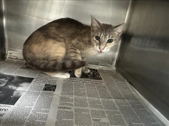 An adult small-sized female Domestic Short Hair cat named Cici for adoption in Los Angeles, CA
