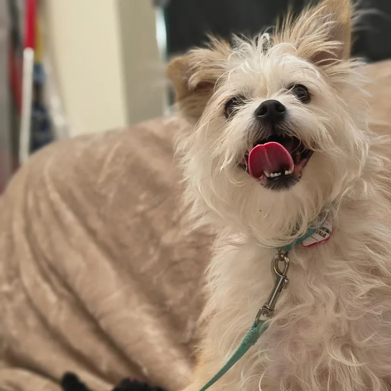 Abby thumbnail 3