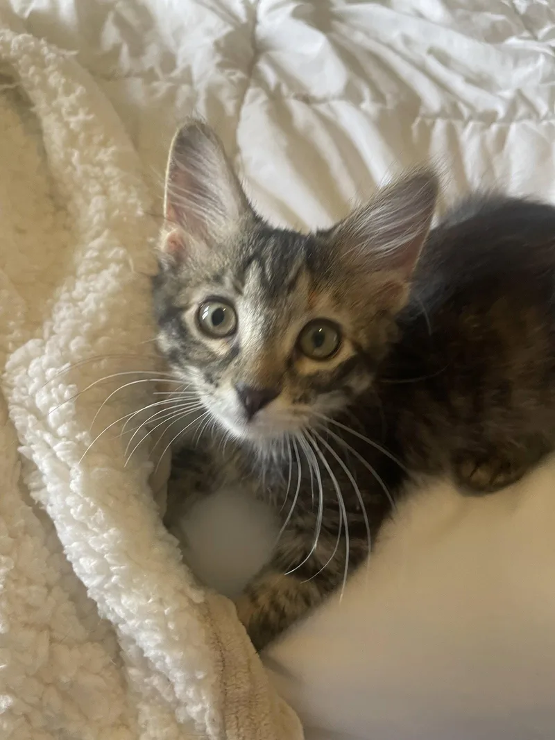 A baby medium-sized female Domestic Short Hair cat named Bandy for adoption in Stover, MO