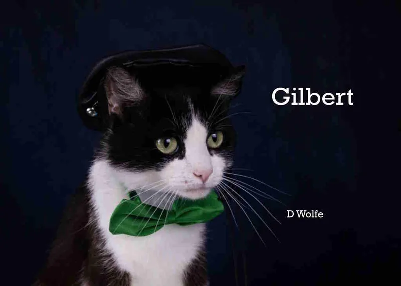 An adult medium-sized male Black & White / Tuxedo Tuxedo cat named Gilbert for adoption in York, NE