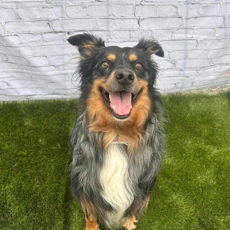 An adult medium-sized male Australian Shepherd dog named Fielding for adoption in Warren, OH