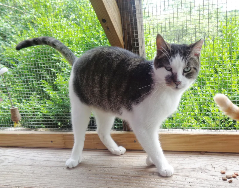 Illinois  Extra Toes! thumbnail 2