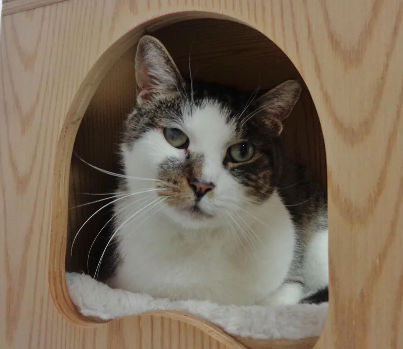 Illinois  Extra Toes! thumbnail 3