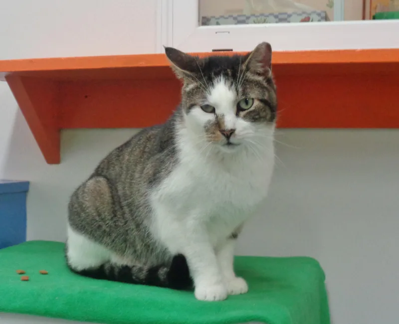 Illinois  Extra Toes! thumbnail 4