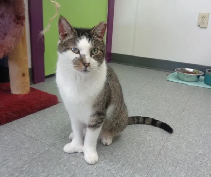 Illinois  Extra Toes!