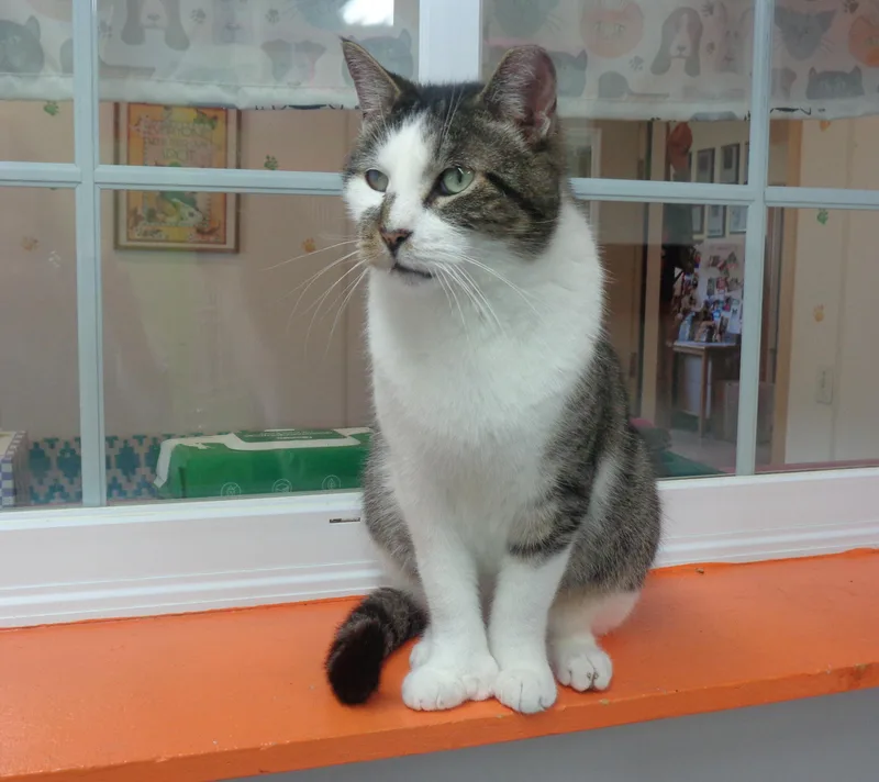 Illinois  Extra Toes! thumbnail 5