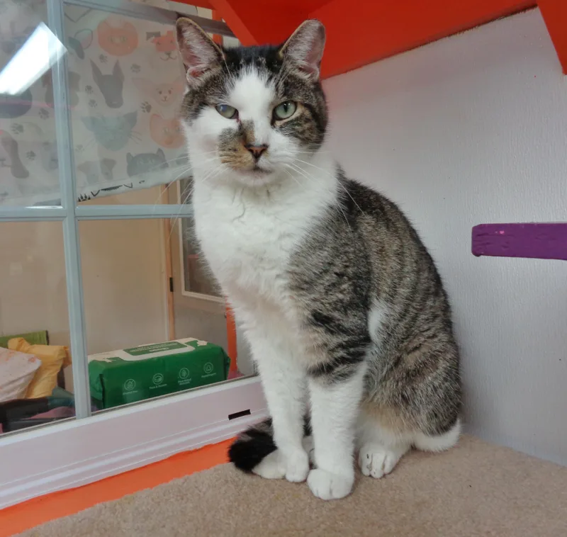 Illinois  Extra Toes! thumbnail 6