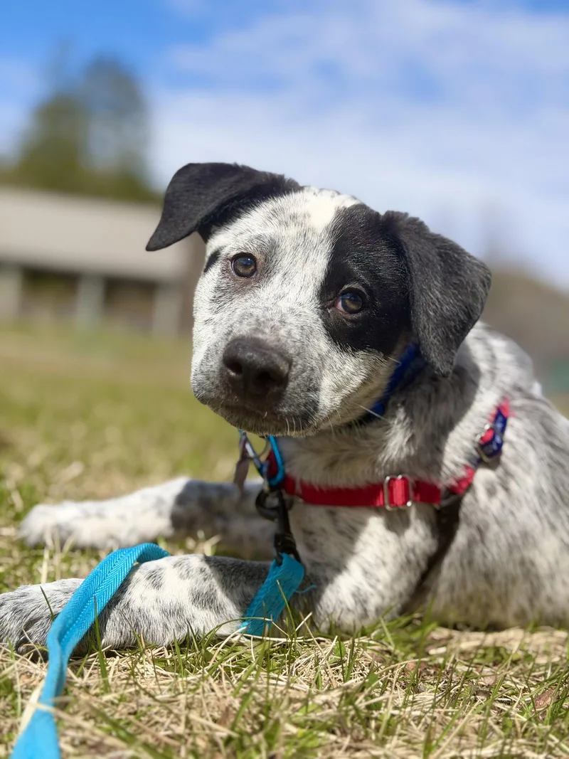 A young medium-sized male Australian Cattle Dog / Blue Heeler dog named Richard for adoption in West Cornwall, CT