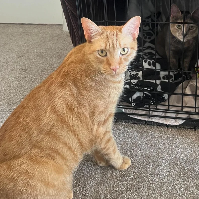An adult extra large-sized male Orange / Red Domestic Short Hair cat named Jack for adoption in Wilmington, DE