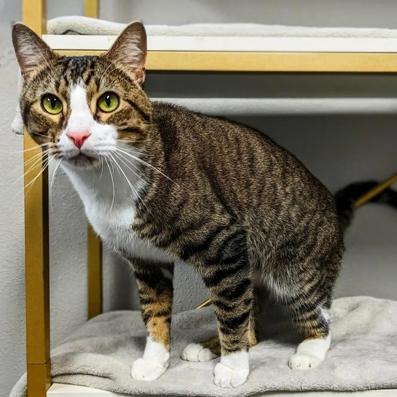 An adult small-sized male Domestic Short Hair cat named Tommy Boy for adoption in Garfield, AR