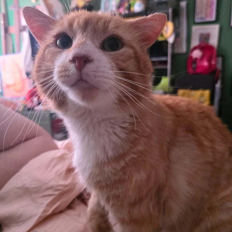 An adult medium-sized male Orange & White Domestic Short Hair cat named Gabagool for adoption in Brooklyn, NY