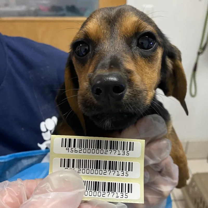 A baby small-sized female Black Mixed Breed dog named Chai for adoption in Charleston, WV