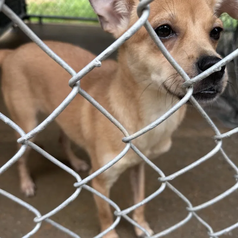 A young small-sized female Yellow / Tan / Blond / Fawn Mixed Breed dog named Straygentianboulevard for adoption in Columbus, GA