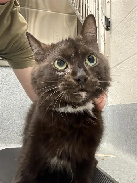 An adult medium-sized female Domestic Short Hair cat named Soulaan for adoption in Indianapolis, IN