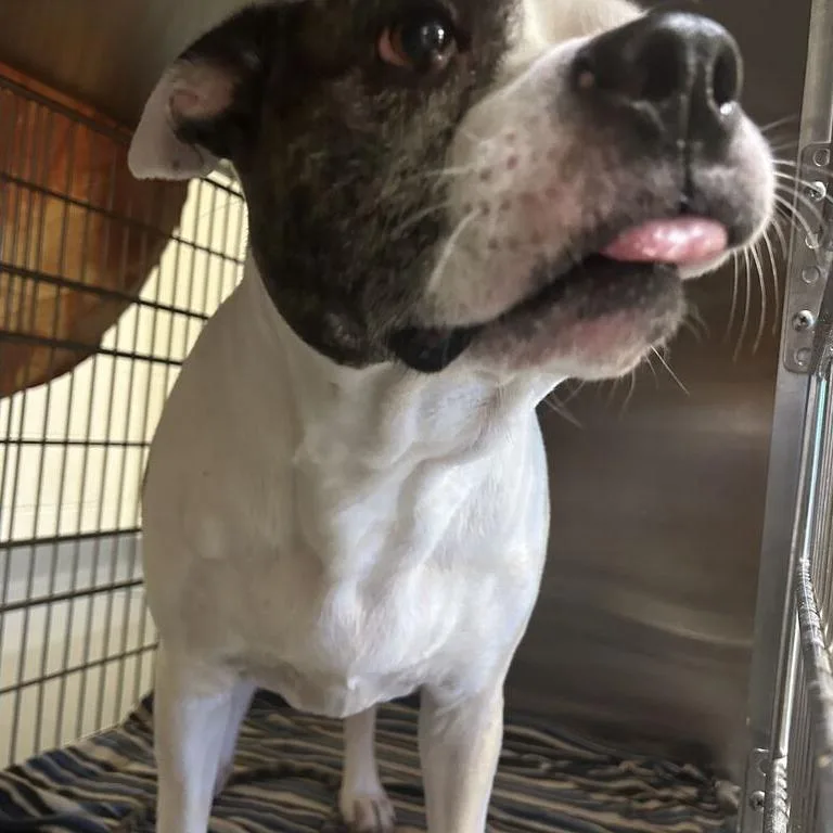 A senior large-sized male White / Cream Mixed Breed dog named Chonk for adoption in Asheville, NC