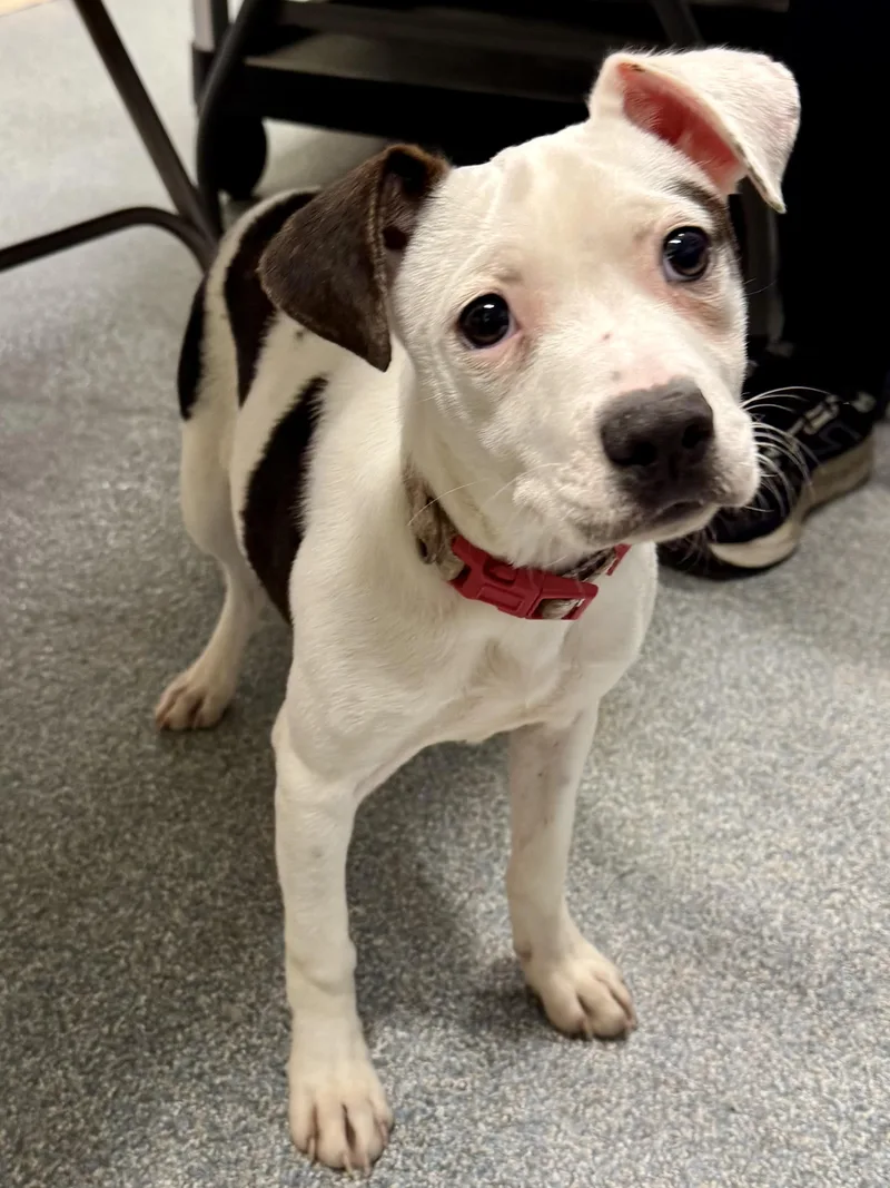 A young small-sized female Jack Russell Terrier dog named Spot for adoption in St. Joseph, MI