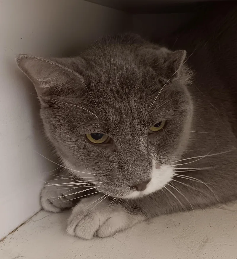 An adult large-sized male Gray & White Domestic Short Hair cat named Marty for adoption in New Castle, IN