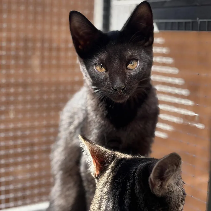 A baby small-sized female Black Domestic Short Hair cat named Blair for adoption in Agoura Hills, CA