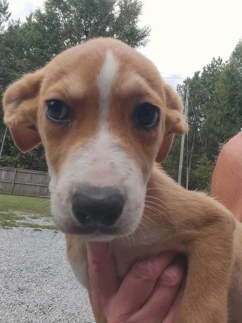 A baby medium-sized female Mixed Breed dog named Celine for adoption in Holbrook, NY