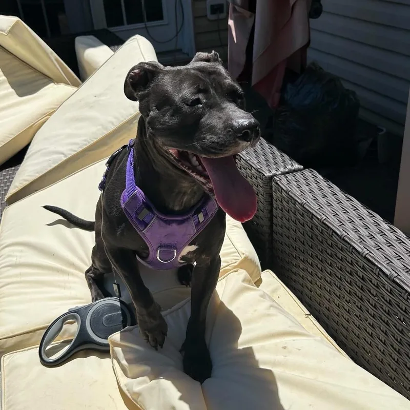 A young medium-sized female Black Pit Bull Terrier dog named Nova Fna Ginger for adoption in York, PA