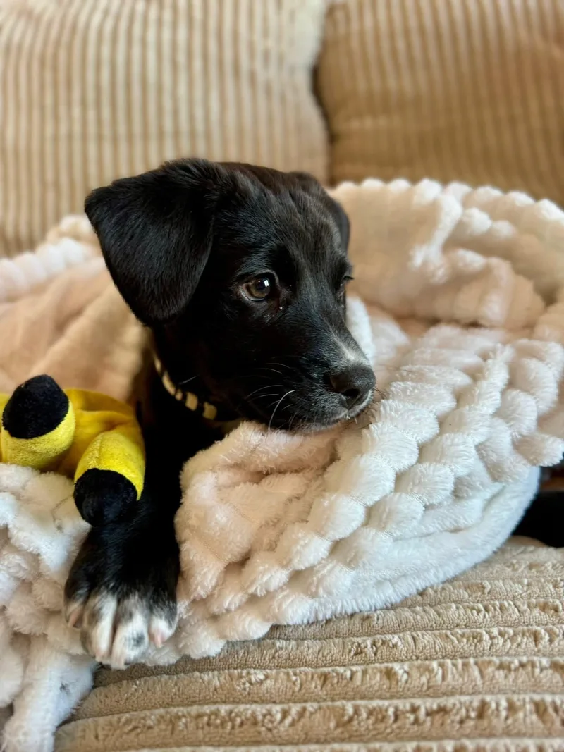 Cupid The Mini Aussie thumbnail 2