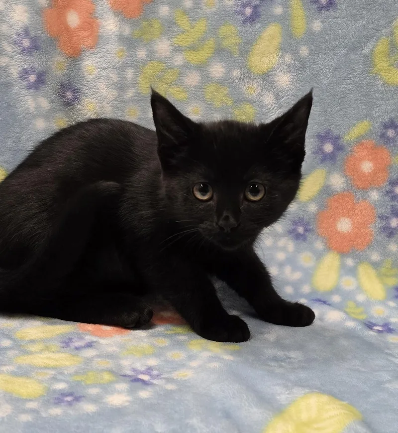 A baby medium-sized female Black Domestic Short Hair cat named Sprout for adoption in Payson, AZ