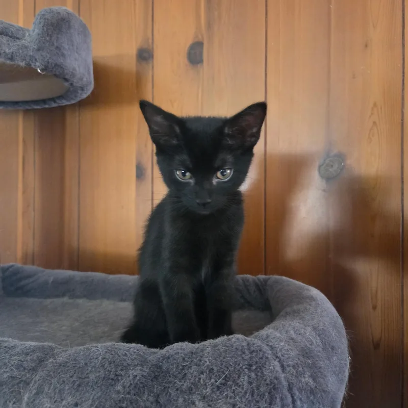 A baby medium-sized male Black Domestic Short Hair cat named Spook for adoption in Pueblo, CO