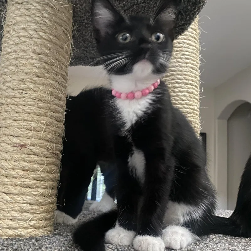 A baby medium-sized female Black & White / Tuxedo Domestic Short Hair cat named Sookie & Chai for adoption in Brentwood, CA