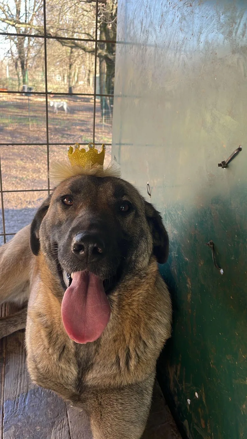 A young large-sized female Gray / Blue / Silver German Shepherd Dog dog named Asia for adoption in Shrewsbury, MA
